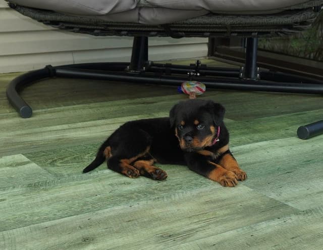 Grandview Rottweilers media 7