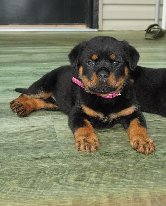 Grandview Rottweilers media 8