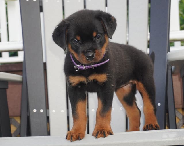 Rottweiler Puppies media 2