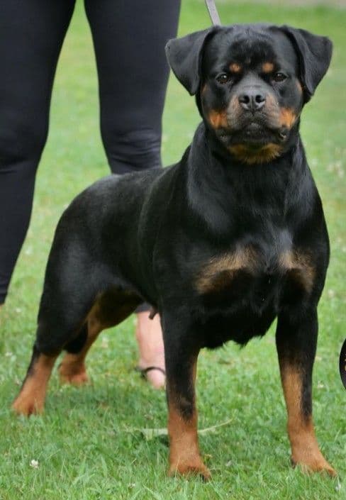 Rottweiler Puppies media 3