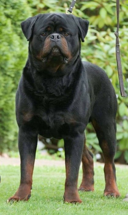 Rottweiler Puppies media 4
