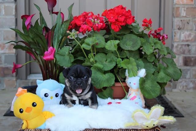 French Bulldog Puppies media 6
