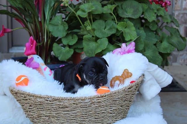 French Bulldog Puppies media 7