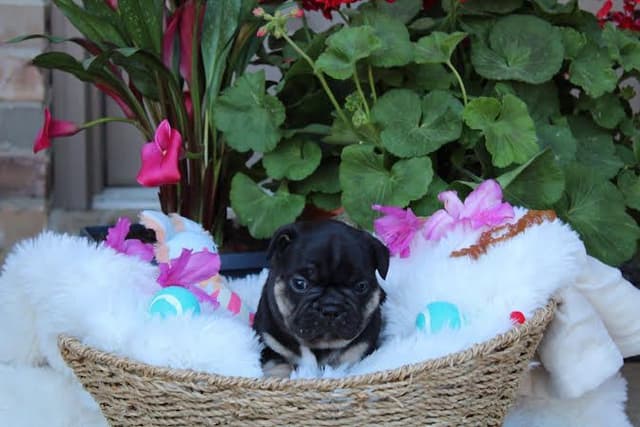 French Bulldog Puppies media 8
