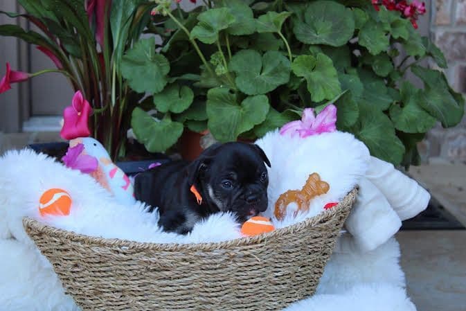 French Bulldog Puppies breeder image 3