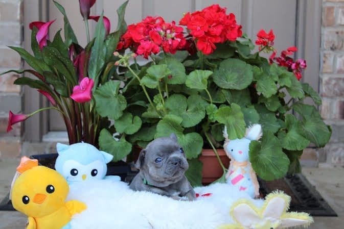 French Bulldog Puppies breeder image 5