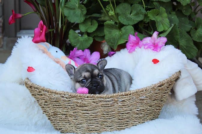 French Bulldog Puppies breeder image 6