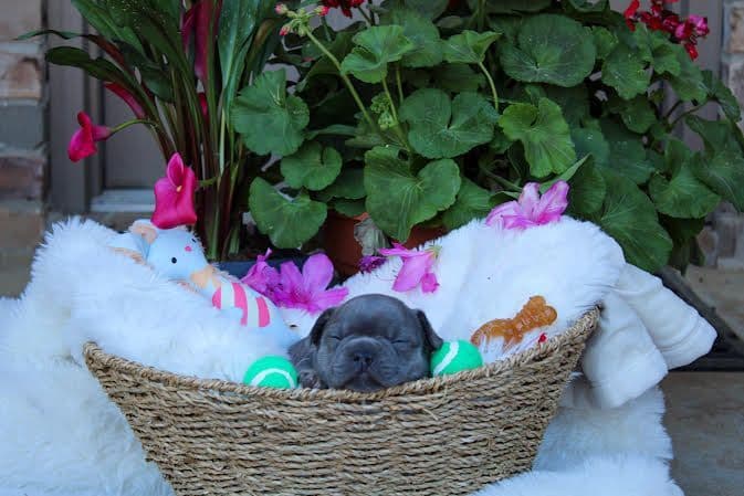 French Bulldog Puppies breeder image 7