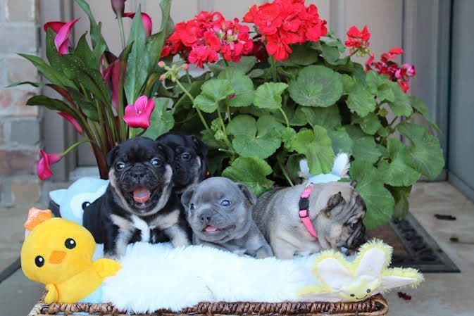 French Bulldog Puppies breeder image 8