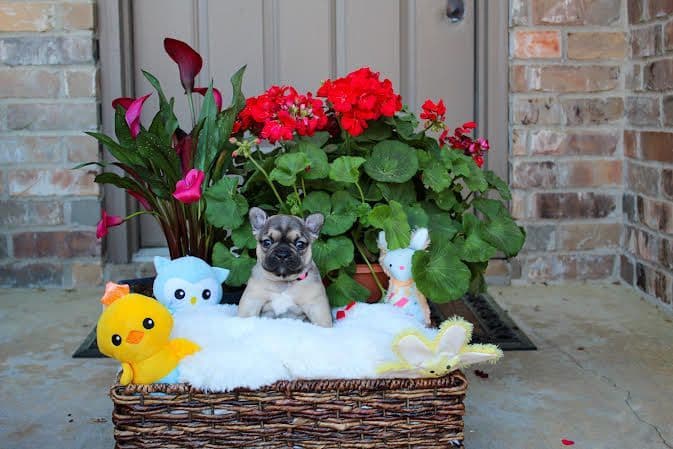 French Bulldog Puppies breeder image 9