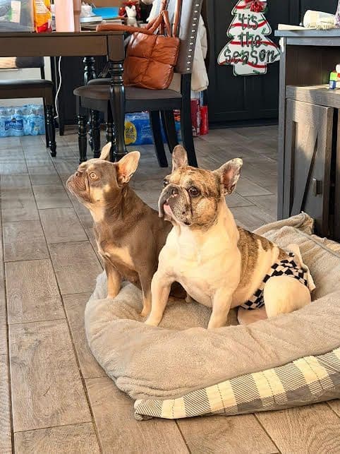 French Bulldog Puppies breeder image 10