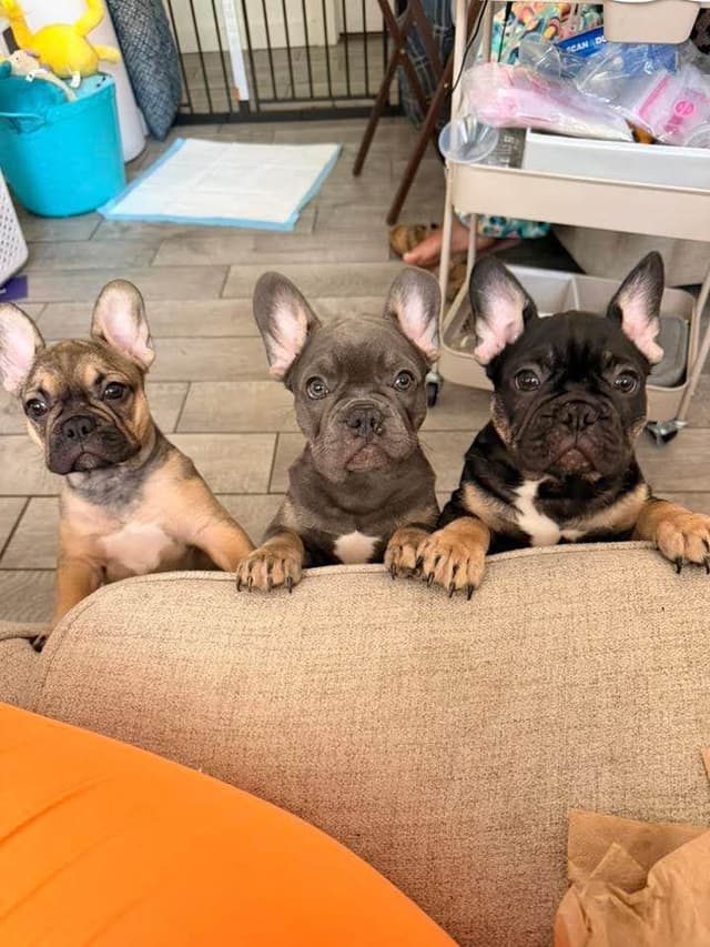 French Bulldog Puppies media 9