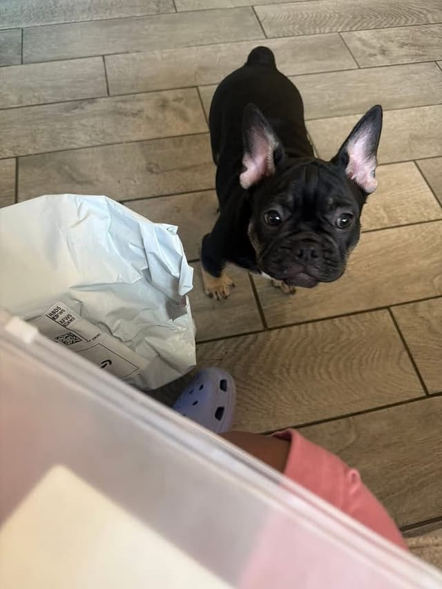 French Bulldog Puppies media 10