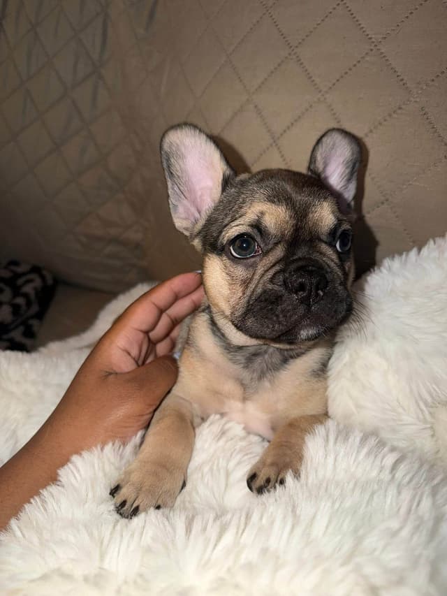 French Bulldog Puppies media 13