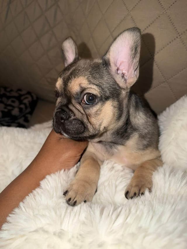 French Bulldog Puppies media 14