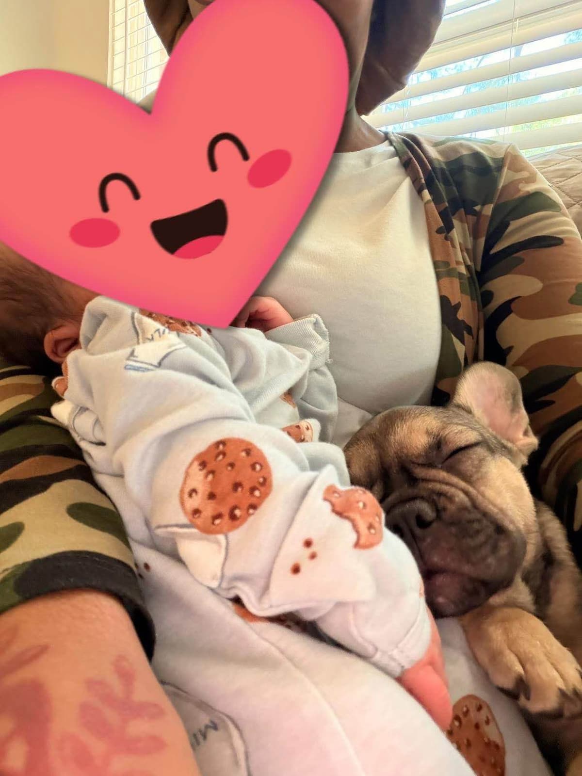 French Bulldog Puppies breeder image 13