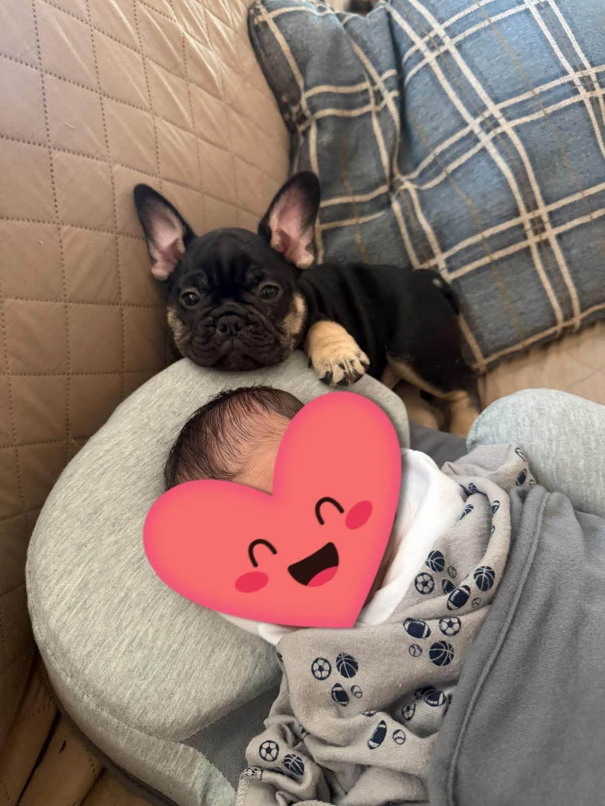 French Bulldog Puppies breeder image 14