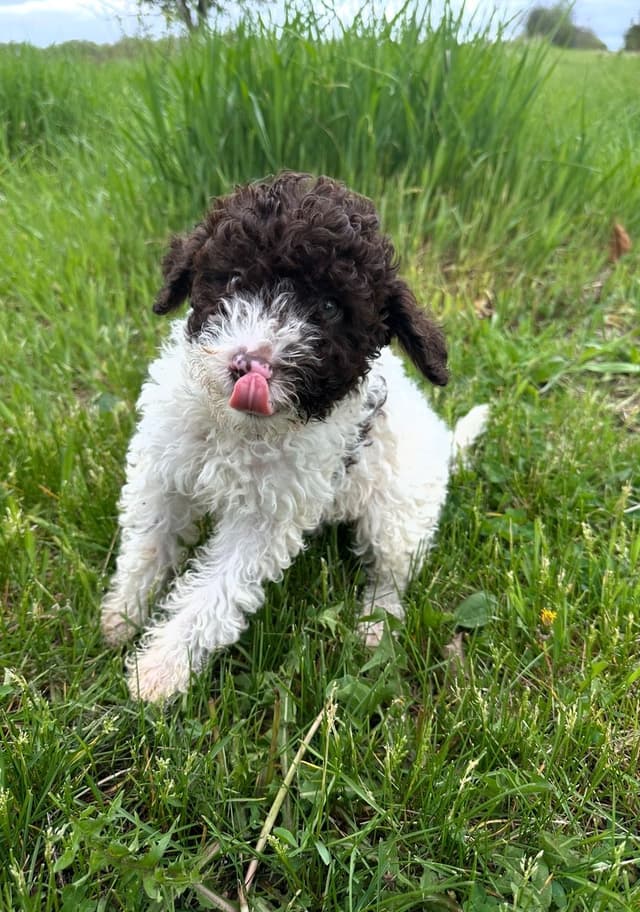 Lagotto Romagnolo Puppies media 2
