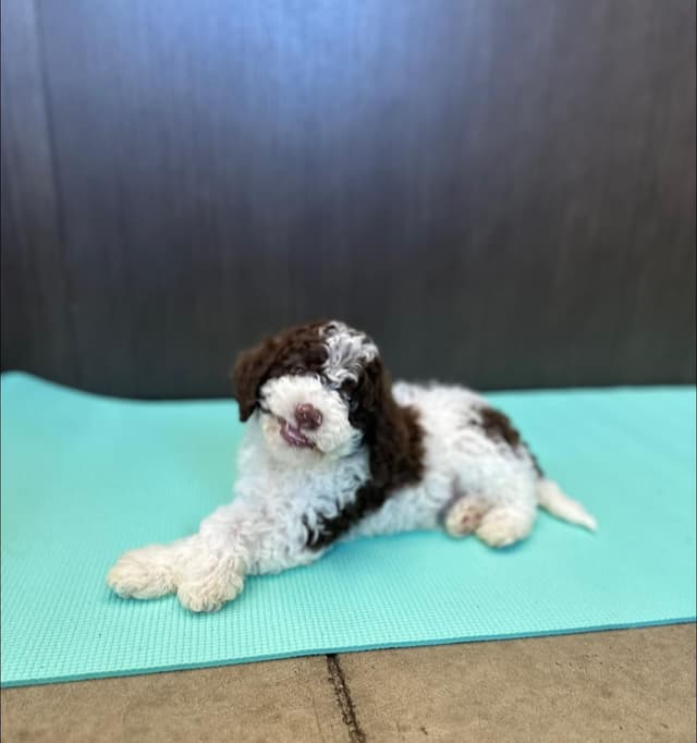 Lagotto Romagnolo Puppies media 3