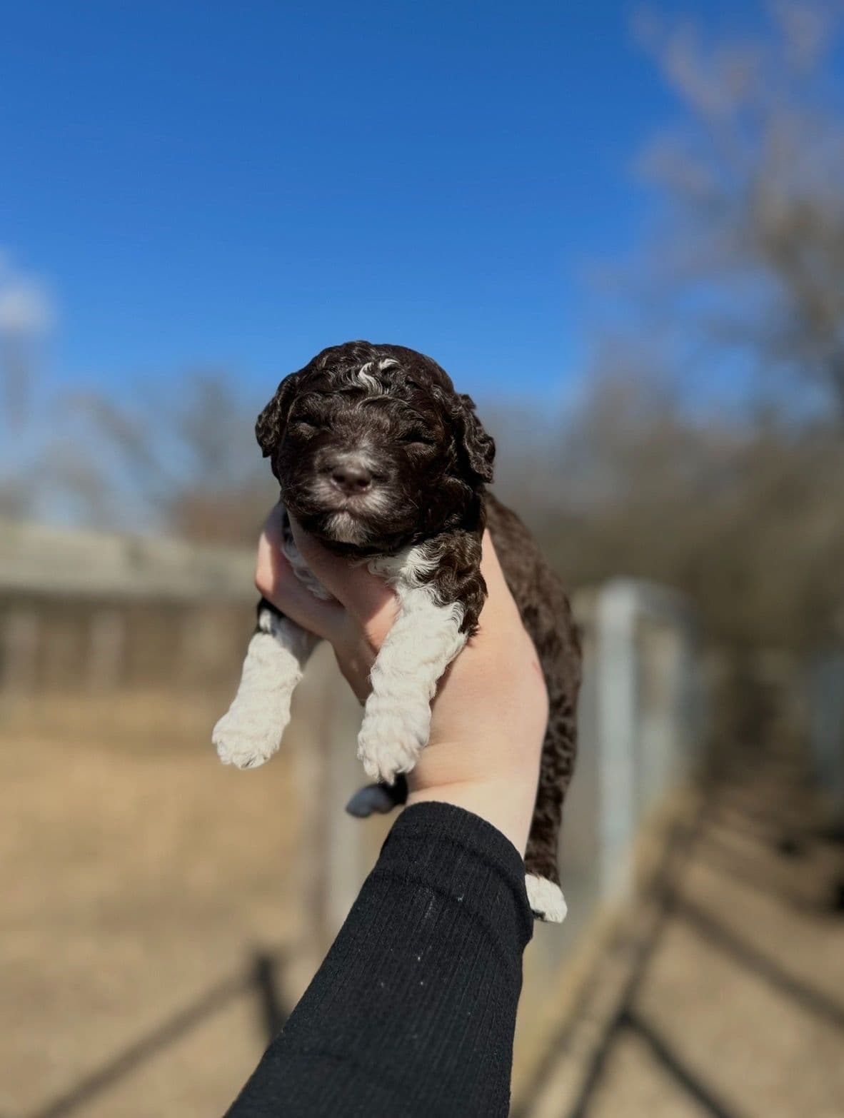 Lagotto Romagnolo Puppies breeder image 5