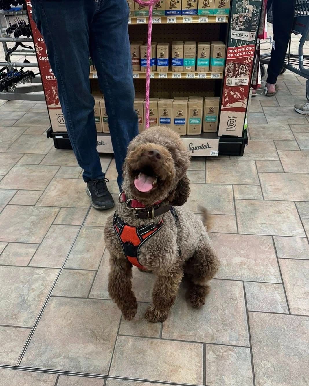 Lagotto Romagnolo Puppies breeder image 3