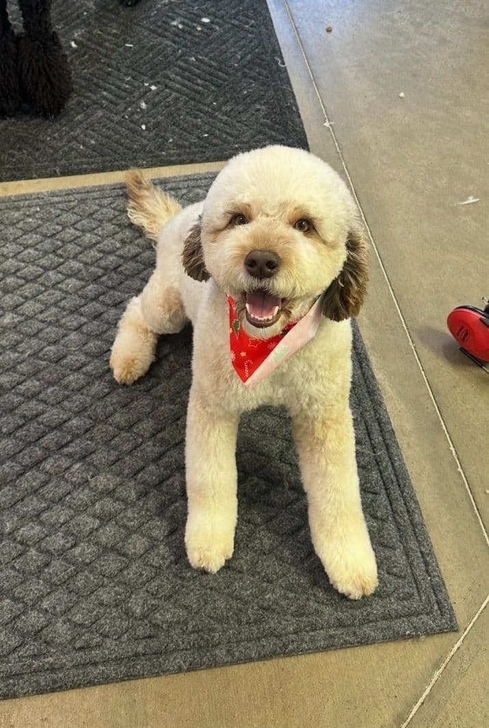 Lagotto Romagnolo Puppies breeder image 4