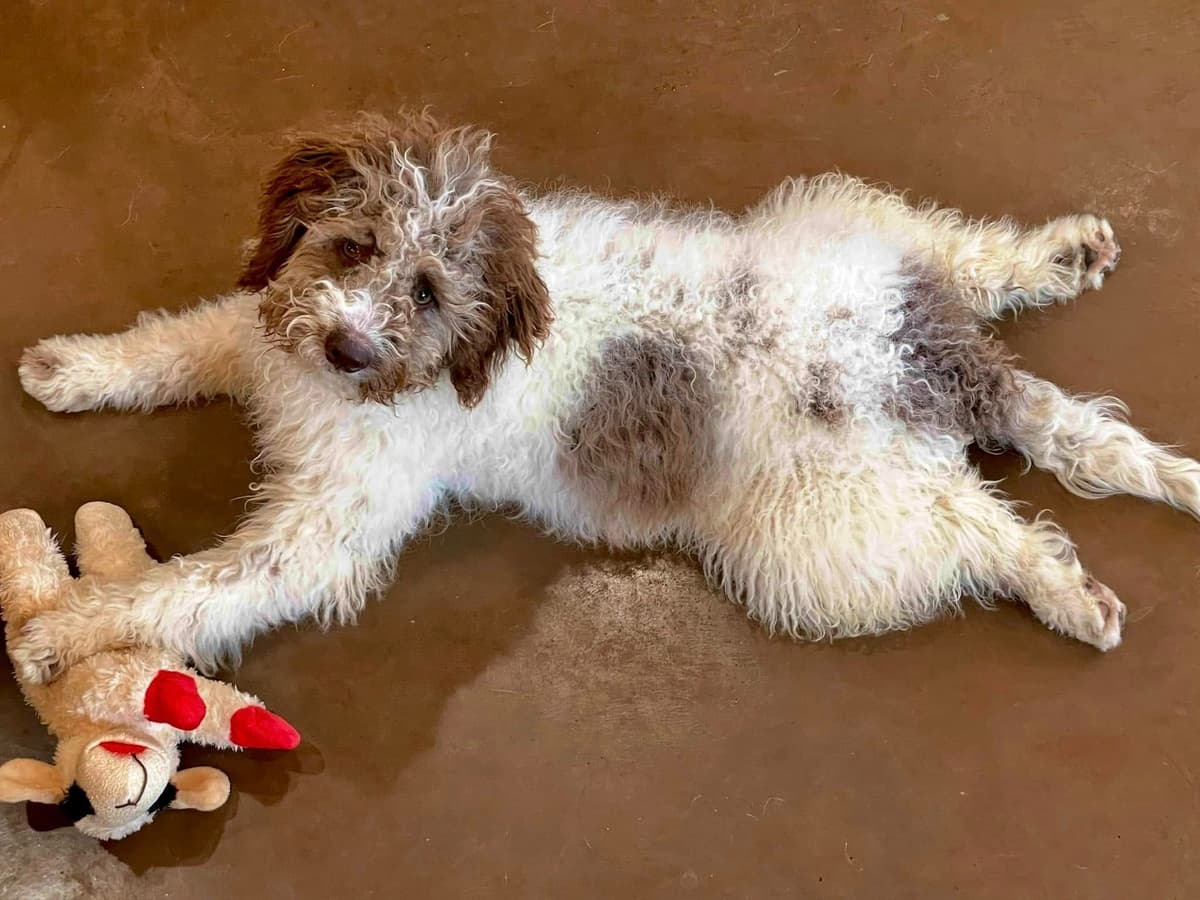 Lagotto Romagnolo Puppies breeder image 6