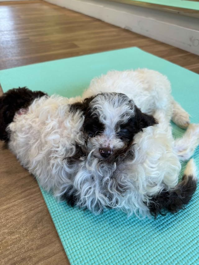 Lagotto Romagnolo Puppies media 2
