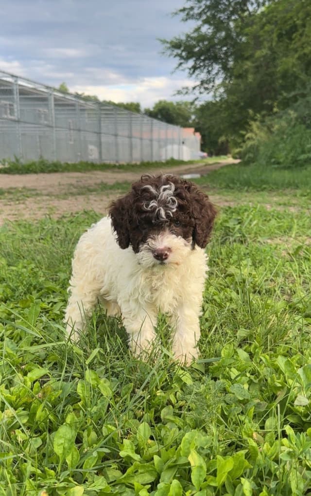 Lagotto Romagnolo Puppies media 3