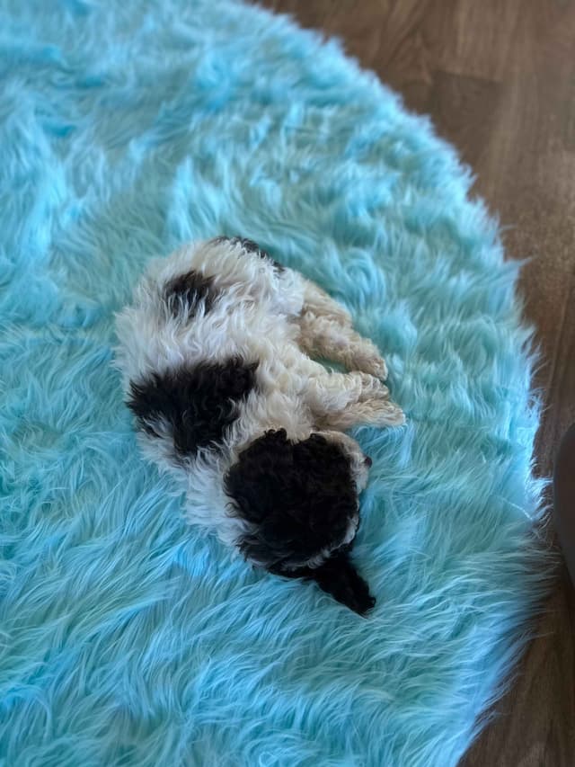 Lagotto Romagnolo Puppies media 5