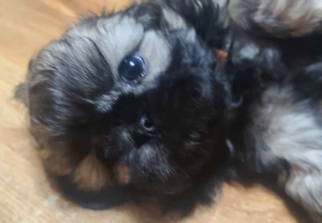 Shih Tzu Puppies media 2