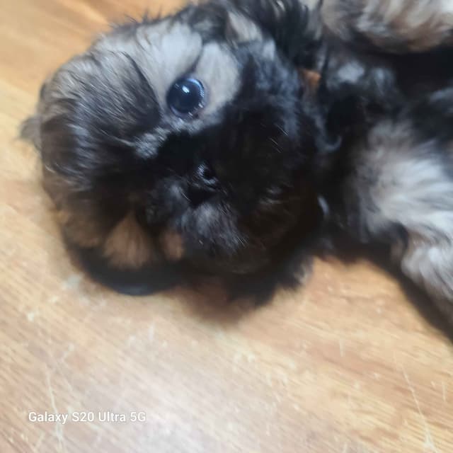 Shih Tzu Puppies media 4