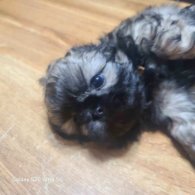 Shih Tzu Puppies media 5