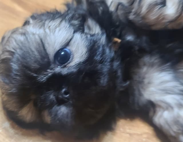 Shih Tzu Puppies media 6