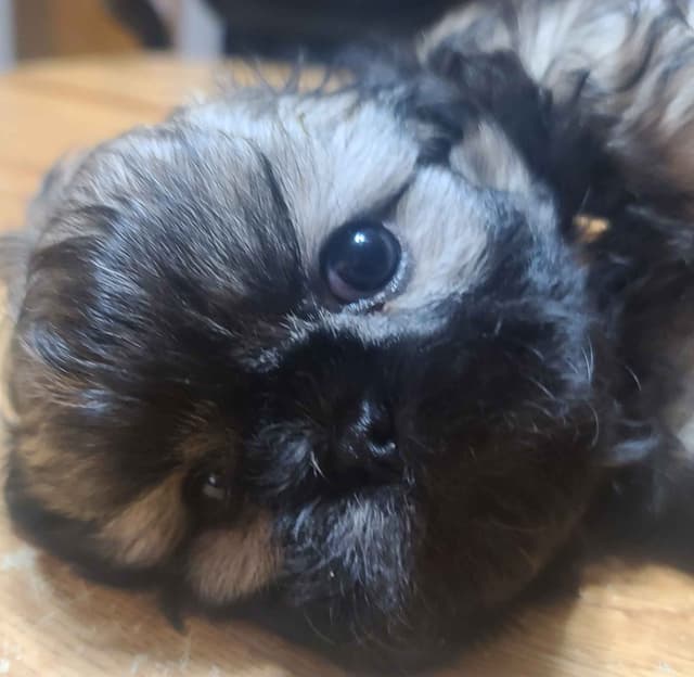 Shih Tzu Puppies media 8