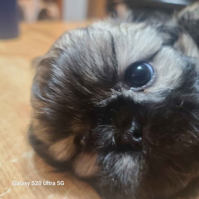 Shih Tzu Puppies media 12