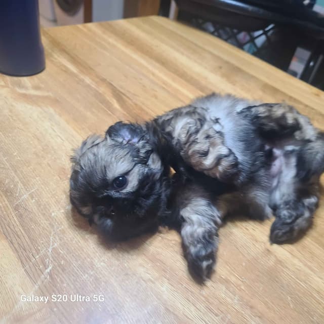 Shih Tzu Puppies media 13