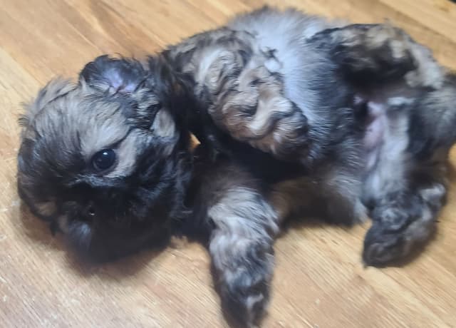 Shih Tzu Puppies media 14