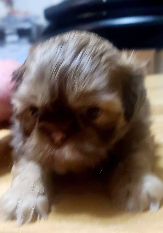Shih Tzu Puppies media 3