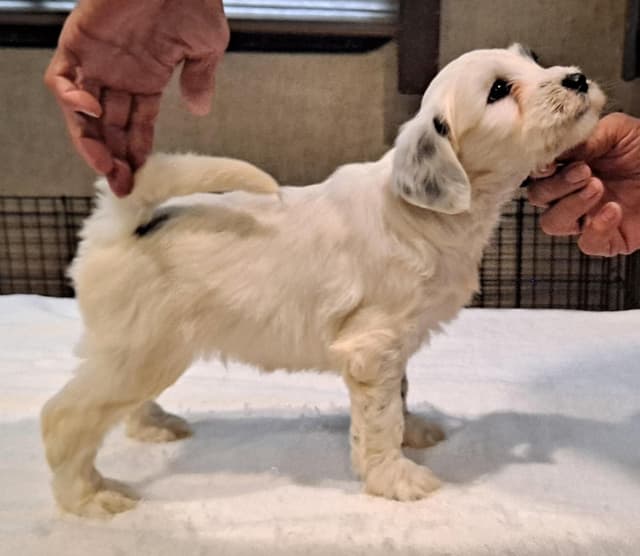 Tibetan Terrier Puppies media 2