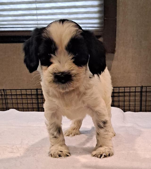 Tibetan Terrier Puppies media 3