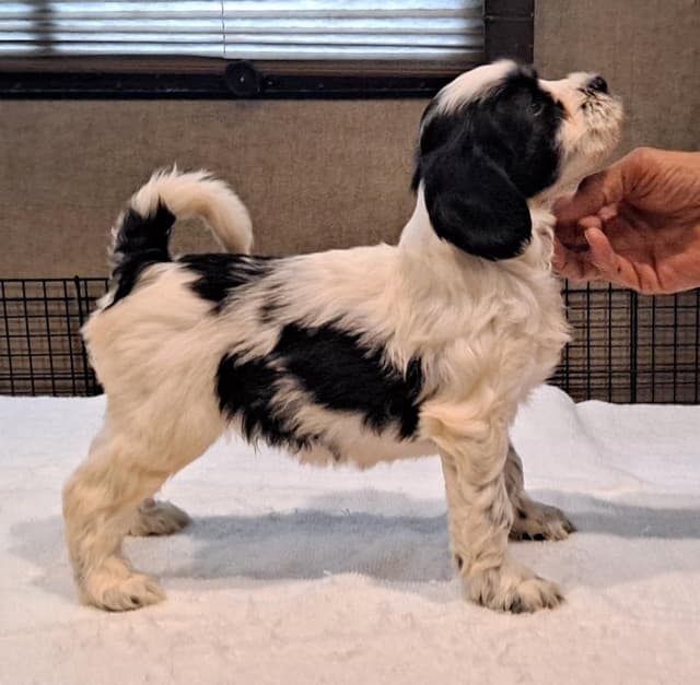 Tibetan Terrier Puppies media 4