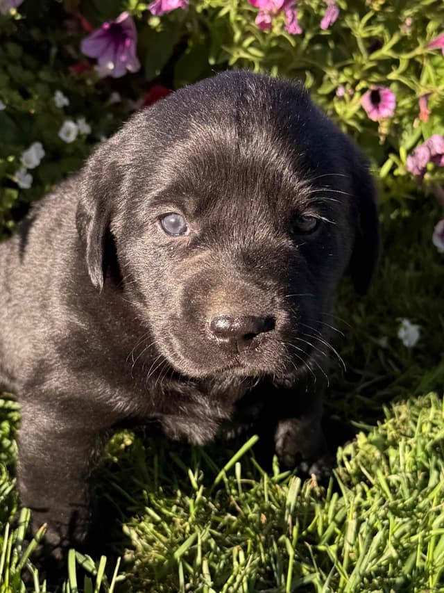 Labrador Retriever Puppies media 2