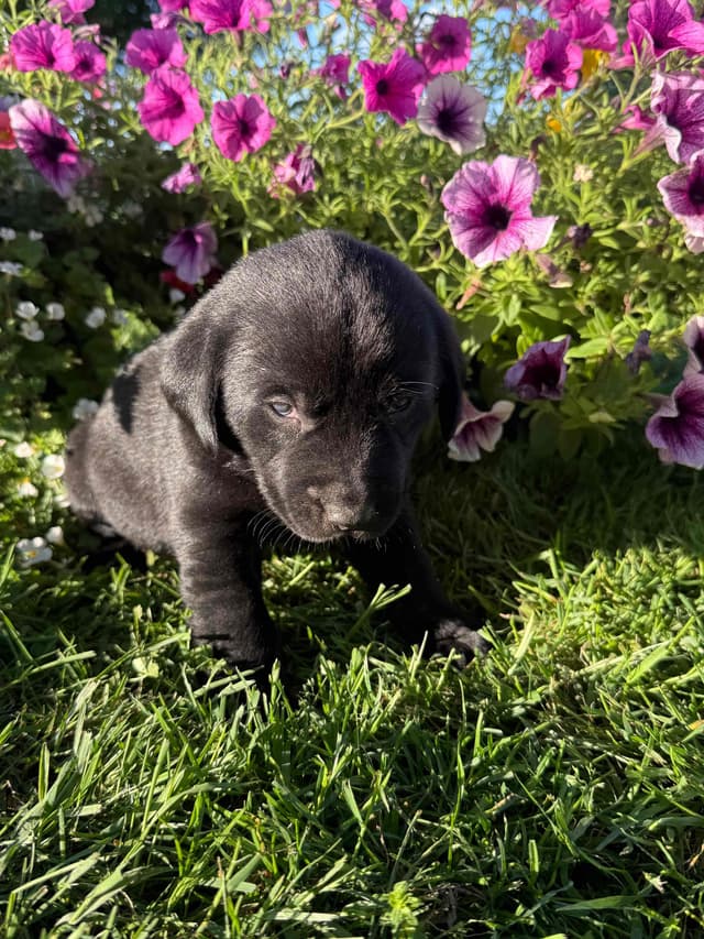 Labrador Retriever Puppies media 4