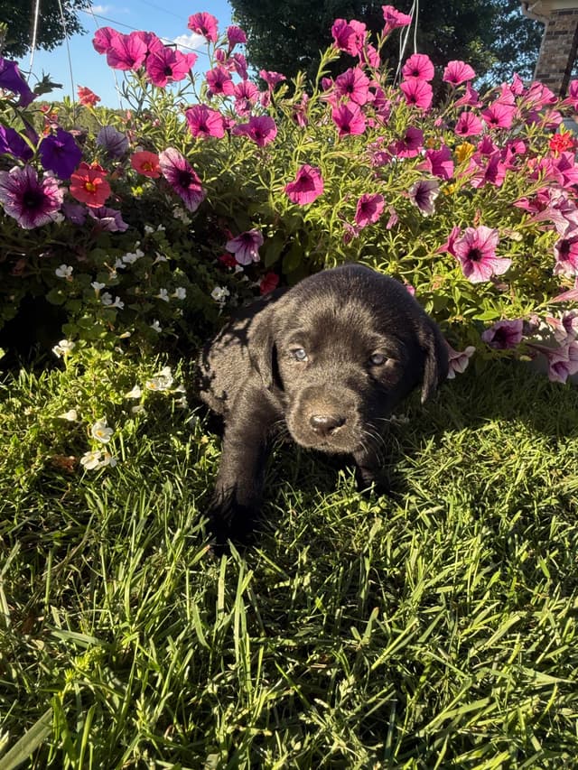 Labrador Retriever Puppies media 5