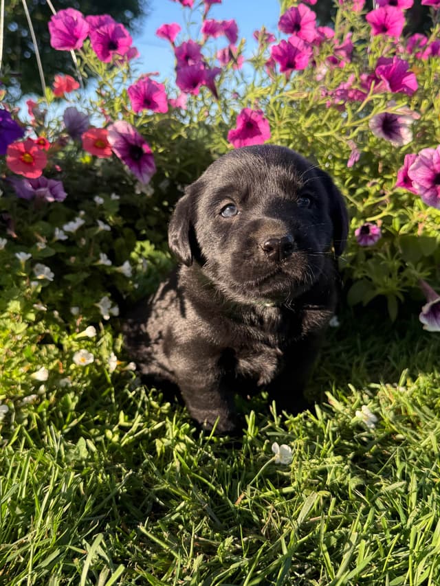 Labrador Retriever Puppies media 6