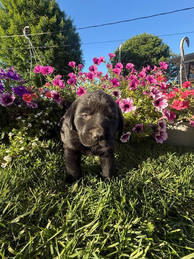 Labrador Retriever Puppies media 7