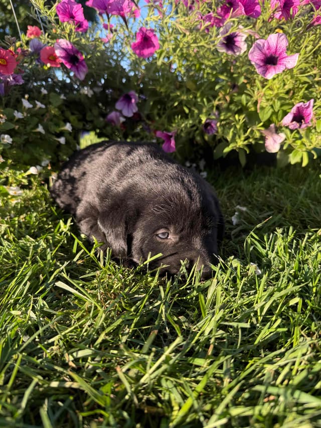 Labrador Retriever Puppies media 9