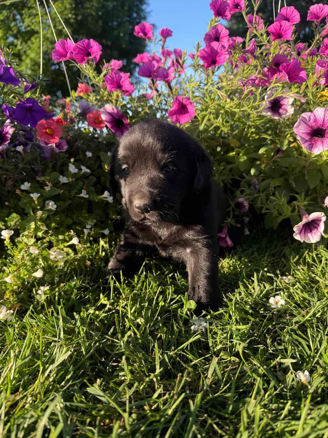 Labrador Retriever Puppies media 8