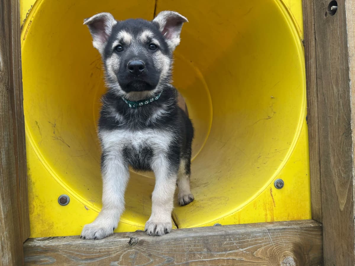 Adorable German Shepherd Puppies! breeder image 3